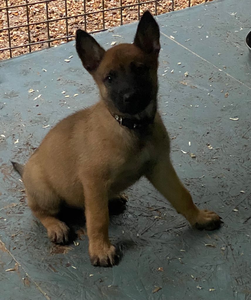 Des Demons Des Nuits - Chiots disponibles - Berger Belge
