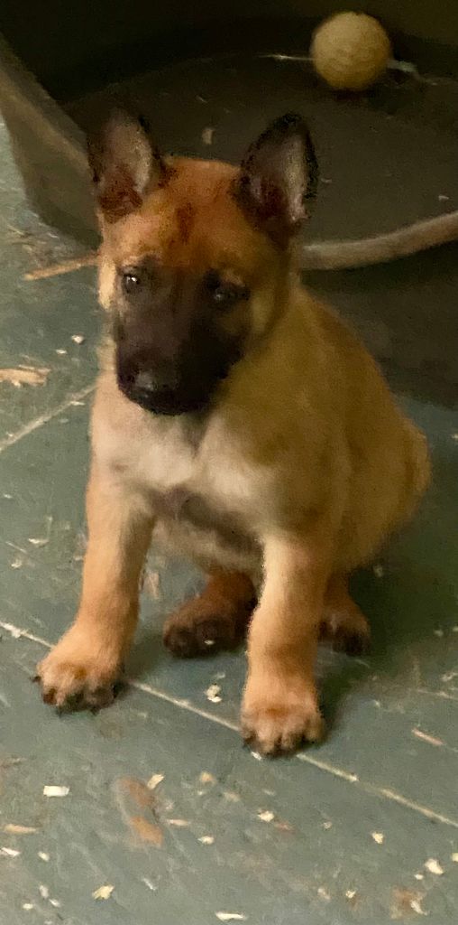Des Demons Des Nuits - Chiots disponibles - Berger Belge