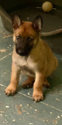 CHIOT